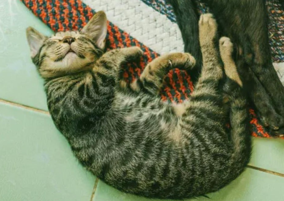 Gestion des allergies cutanées chez le chien et le chat - qu'est-ce qui fonctionne vraiment en pratique?