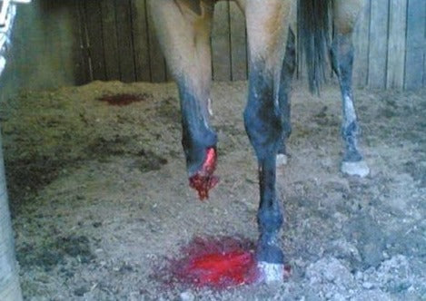 Common Mishaps in Equine Practice - and How to Deal with Them