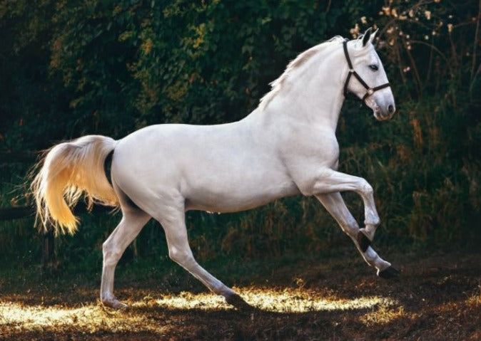 Managing Chronic Joint Disease