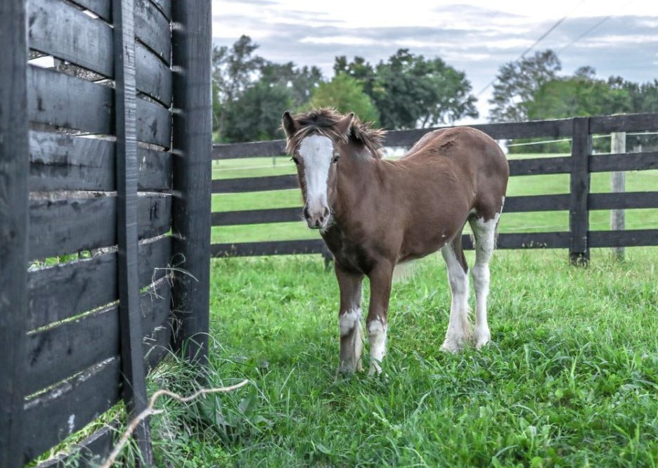 Managing the Sick Foal in the Field