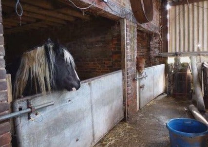 Practical Biosecurity Measures for Equine Premises