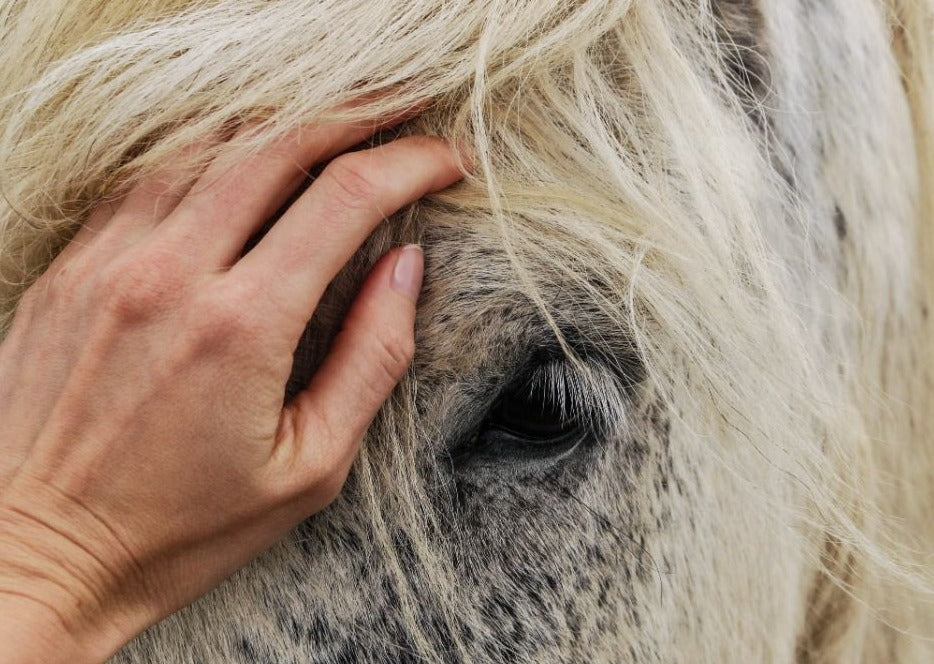 Update on Endemic and Exotic Infectious Diseases (Including Flu)