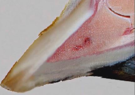 Update on Laminitis - Causes and Management