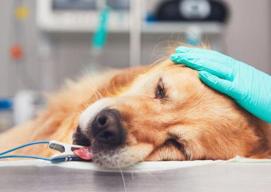 It's Complicated: Anesthetizing Patients with Heart Disease