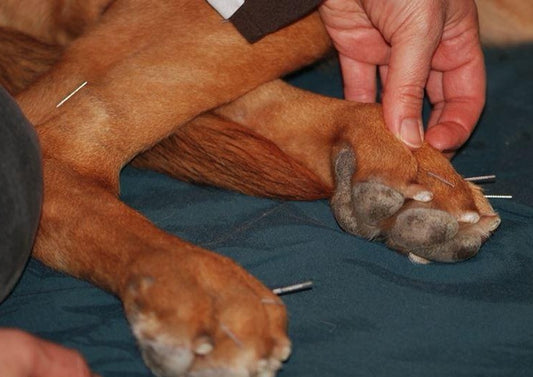 Beyond Opioids: Acupuncture for Pain Management