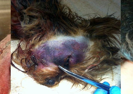 Rattlesnake Antivenom Treatment Options in Dogs and Cats