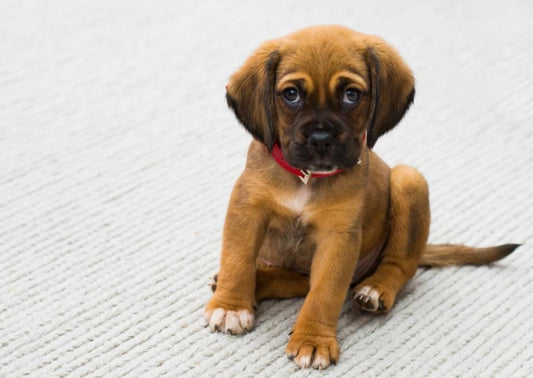Le Jeune Chien Qui Boite | Le Bon Discours, La Bonne Approche