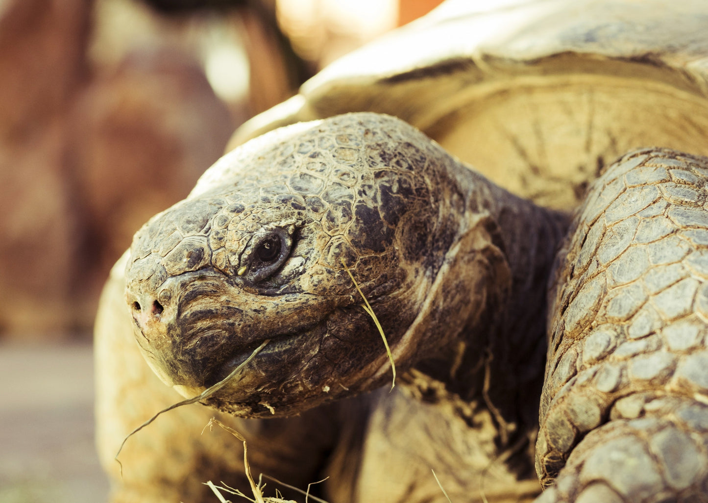Reptile Challenge: The Tortoise That Won't Eat