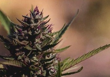 Choosing a CBD Product for Veterinarians