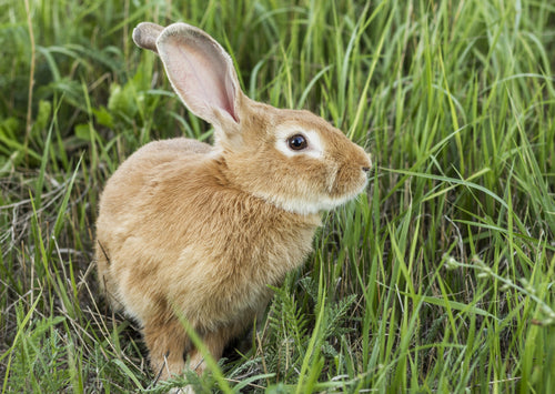 Du lapin inappétatif au rat snuffly, une approche basée sur les problèmes à la médecine des petits mammifères
