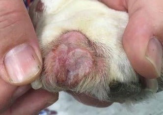 Cancer Palliation: Oral Therapies & Beyond