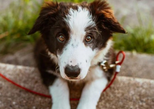 Détection des maladies endocriniennes – Que faire et ne pas faire en 2019