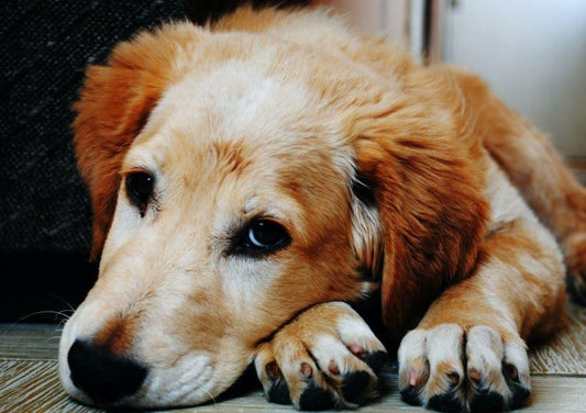 Caregiver Burden - When Loving Hurts