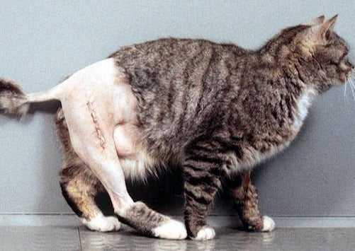 Commencez Maintenant! Vétérinaire de Réadaptation pour la Commune de troubles Orthopédiques