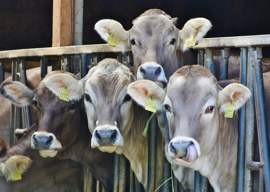 Block Calving Systems - It's a Whole Other Language