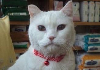 Hyperthyroidism & Beyond: Feline Endocrine Case Studies