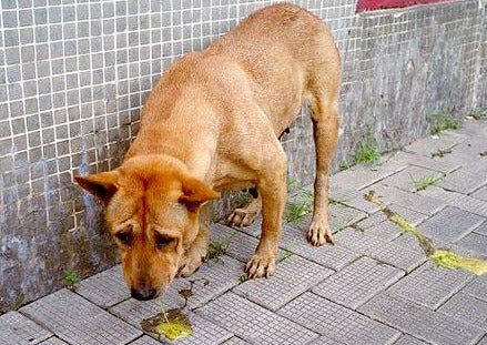 What's New? Emerging Issues in Small Animal Toxicology