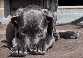Choosing the right pharmacologic therapies for fear and anxiety in small animal patients