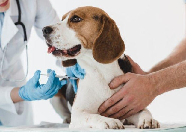 Portosystemic Shunts - DeLIVERering the Best for Your Patients in the Acute and the Long-Term