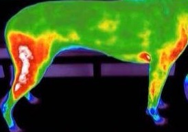 Laser and Thermography - A Complete Review