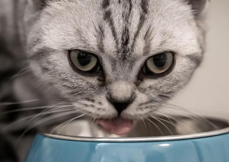 Canine and Feline Diabetes Mellitus - So Similar, Yet So Different Part 1