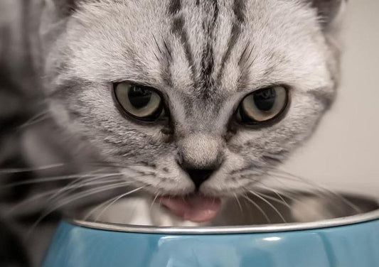 Canine and Feline Diabetes Mellitus - So Similar, Yet So Different Part 1
