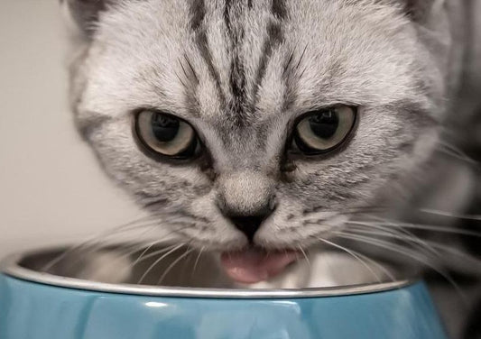 Canine and Feline Diabetes Mellitus - So Similar, Yet So Different Part 2