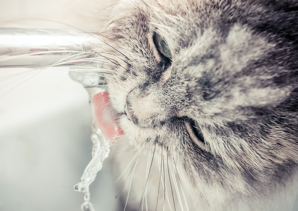 You can lead a cat to waterâ€¦ but how do you make them drink?