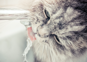 You can lead a cat to water… but how do you make them drink?