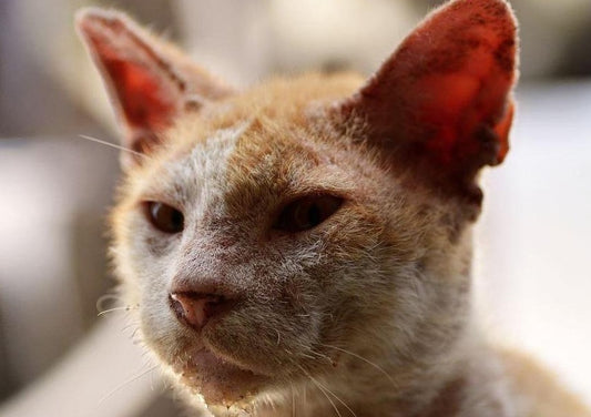 Emerging Feline Endocrine Diseases - It's Not All Hyperthyroidism