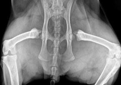 Orthopédie féline: les chats ne sont pas de petits chiens
