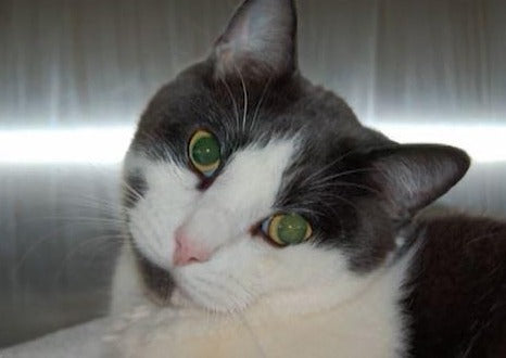 En maîtrisant des maladies vestibulaires dans les chiens et les chats : tout ce que vous avez besoin de savoir