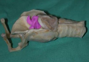 Pas seulement la paralysie laryngeale... Comprendre le GOLPP