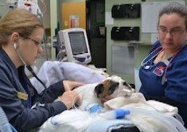 Nursing Management of the Ventilator Patient