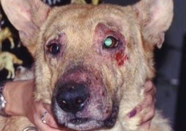 De la peau dans le Jeu: l'Importance de la Thérapie Topique