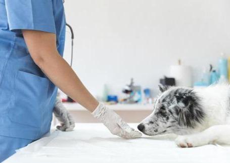 En quoi l’accueil par l’ASV est-il déterminant pour la qualité de la consultation vétérinaire?