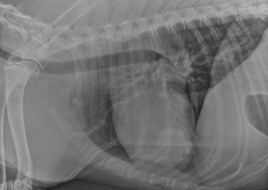 Is That Normal for an Old Dog (or Cat)? Geriatric Variants in Radiology