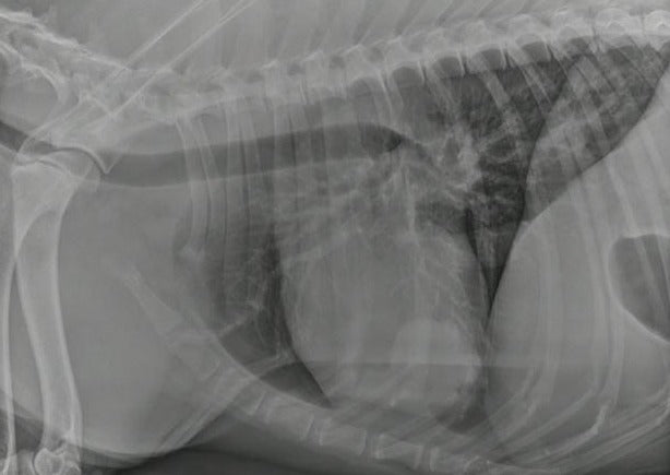Is That Normal for an Old Dog (or Cat)? Geriatric Variants in Radiology