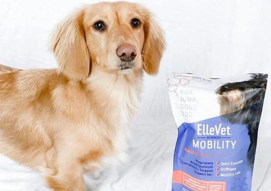 CBD for Veterinarians - How do You Know which Product to Choose?