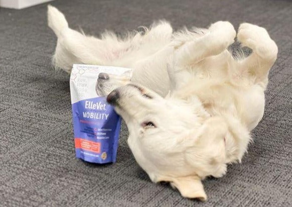 Hemp CBD Basics for Veterinarians