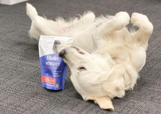 Hemp CBD Basics for Veterinarians
