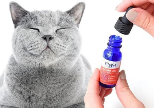CBD in the Clinic: Not Just a Rapper with an Entourage. 4 New CBD Studies from ElleVet Sciences