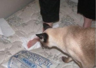 Le chat malpropre