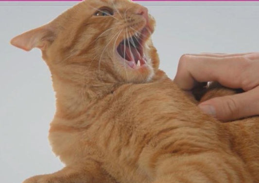 Le Chat Agressif : Toujours Anxieux ? Quelles Approches ?