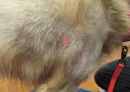 Alopecia - What to do When the Thyroid is Normal