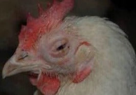 Survival Guide to Backyard Poultry and Waterfowl