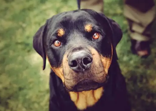 Grain Free Dog Foods - the Pros and Cons