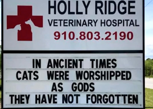 Anaesthetising Cats Safely - Why They Are Not Just Small Dogs