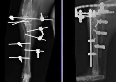 My Knees Are Killing Me - Managing Cranial Cruciate Ligament Insufficiency