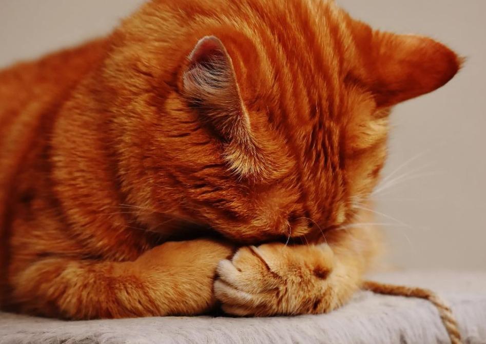 L'ABCD du prurit chez le chat